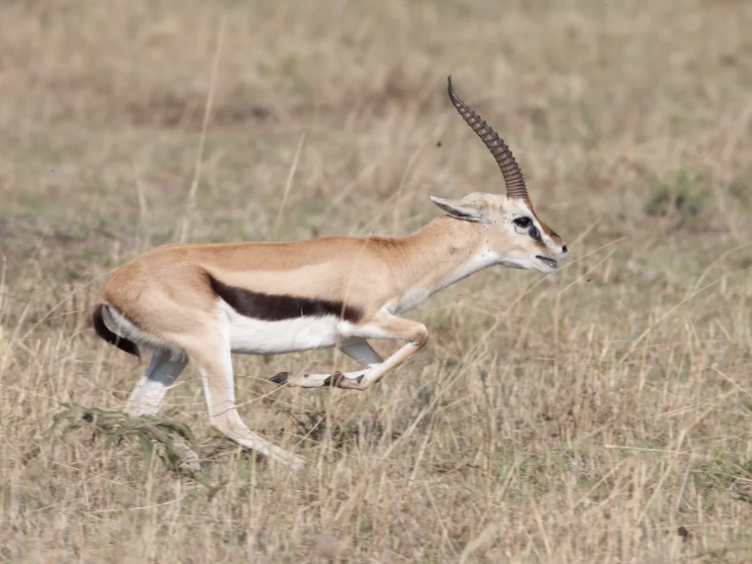 Two Rare Gazelles Filmed Fighting in Charyn National Park